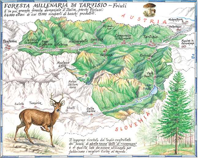 Foresta Tarvisio bd